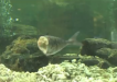 LG Seafood Aquarium