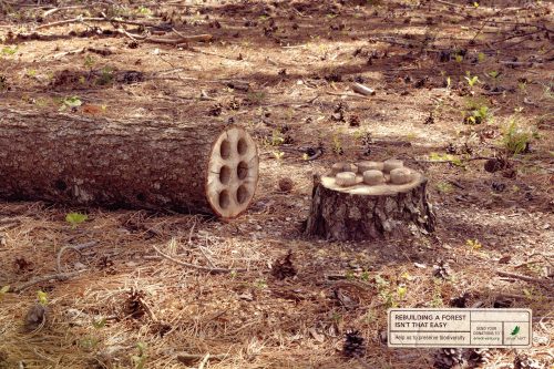 Envol Vert Organisation: Tree in pieces