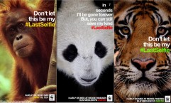 WWF: The Last Selfie SnapChat Campaign
