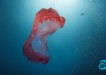 Surfers Against Sewage: Sea Monsters