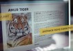 WWF: The Tiger Running Challenge